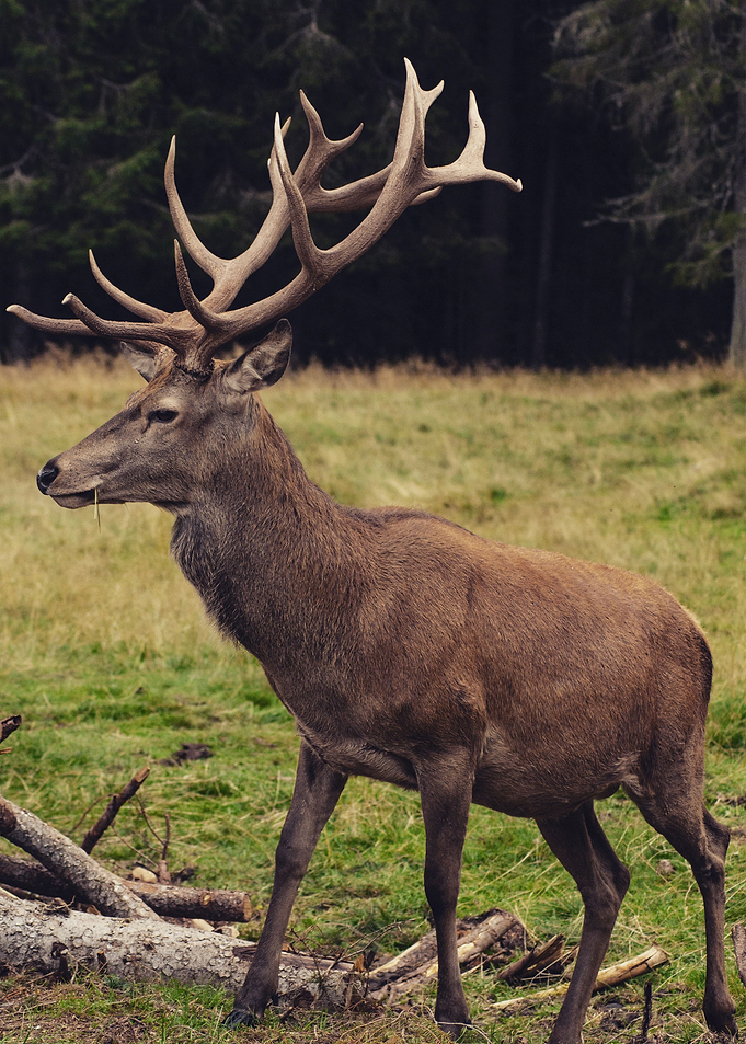 Deer Animal
