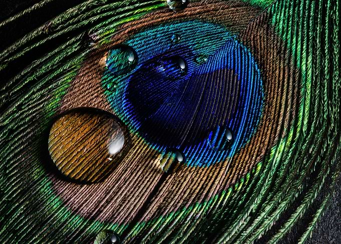 Beautiful Peacock Drops