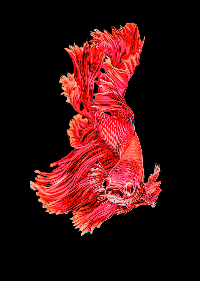 Betta