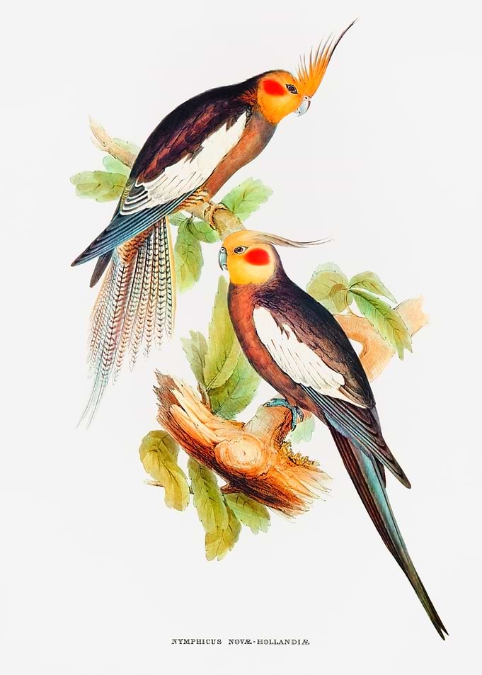 Cockatoo Parakeet