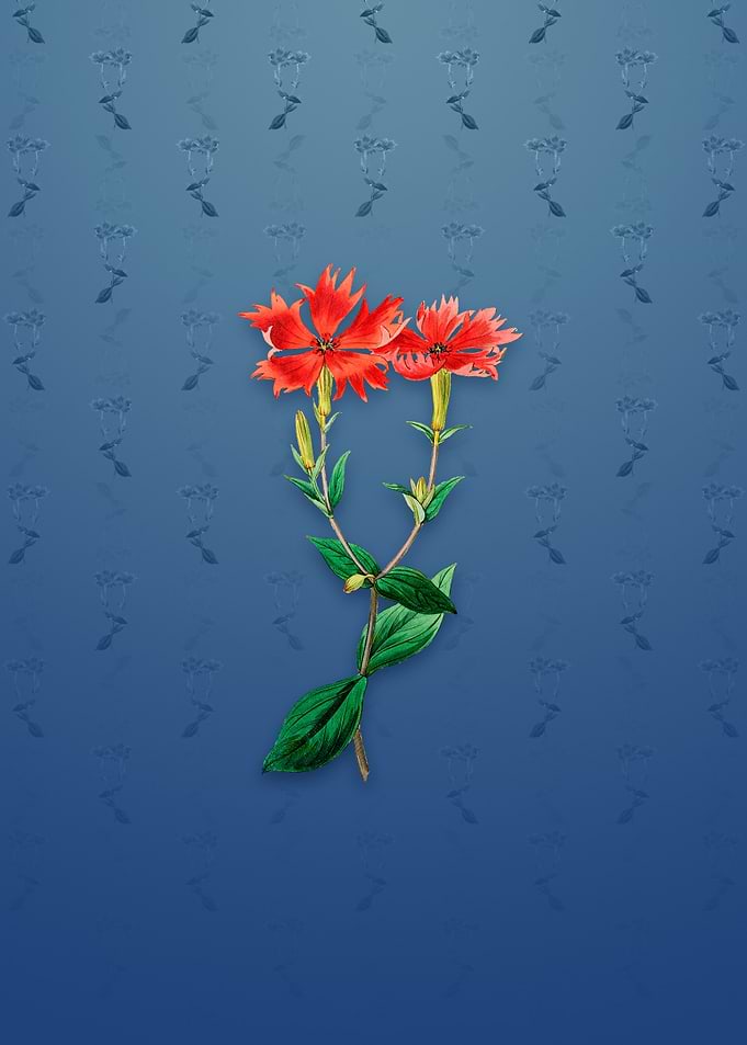Bunges Lychnis Flower