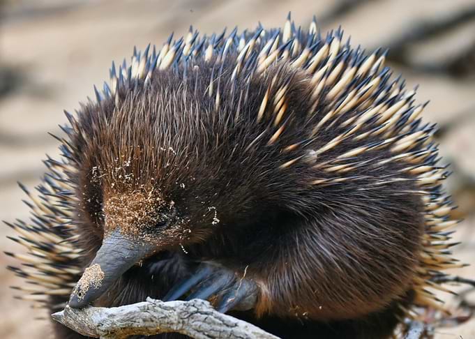 Hystricidae