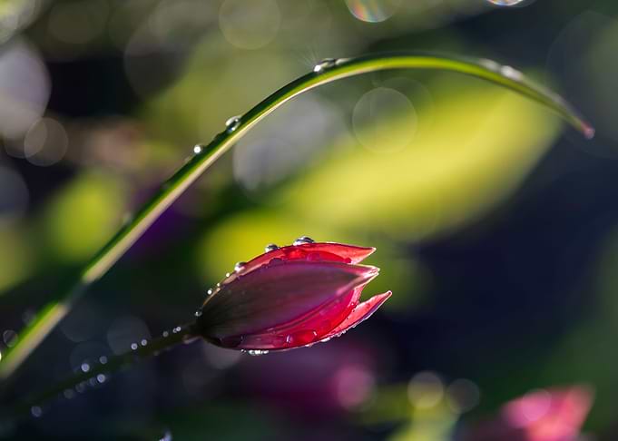Red tulip in raindrops