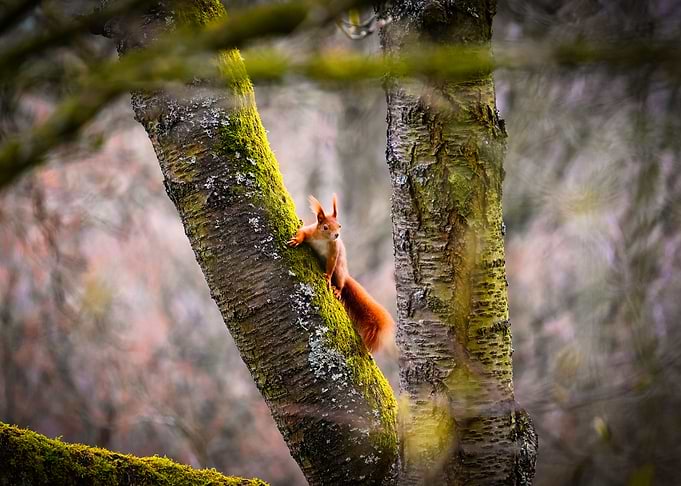 A squirrel