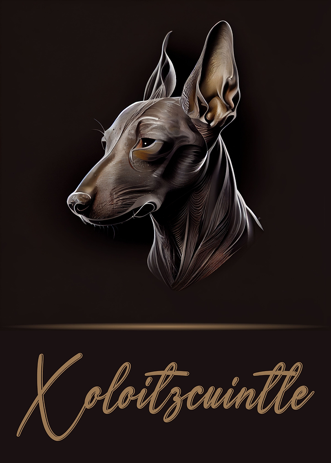 Xoloitzcuintli Portrait