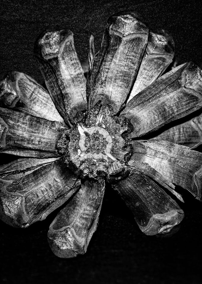 Half Pine Cone monochrome