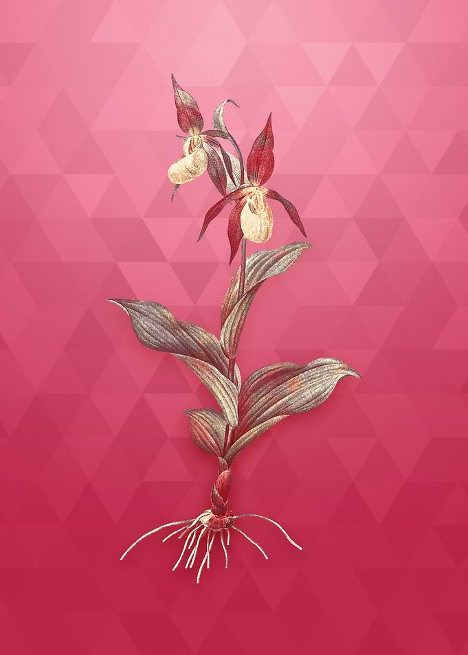 Gold Ladys Slipper Orchid
