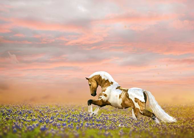Mystic Animal Pictures