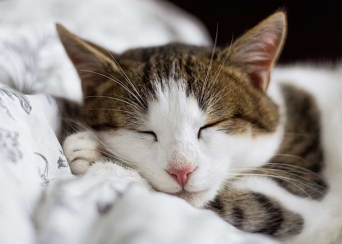 Sleepy Cat