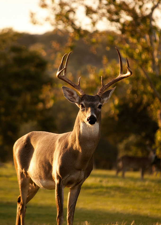 Christmas Deer