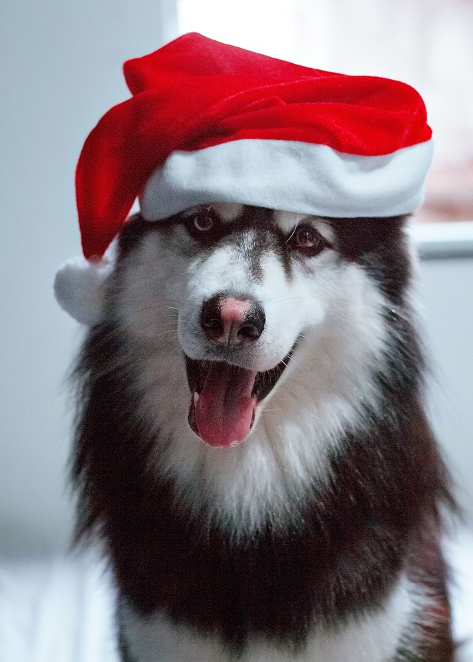 DOG CHRISTMAS HAT