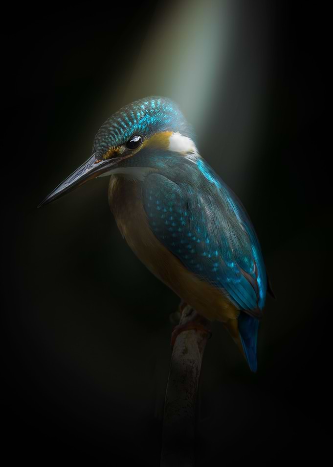 Kingfisher