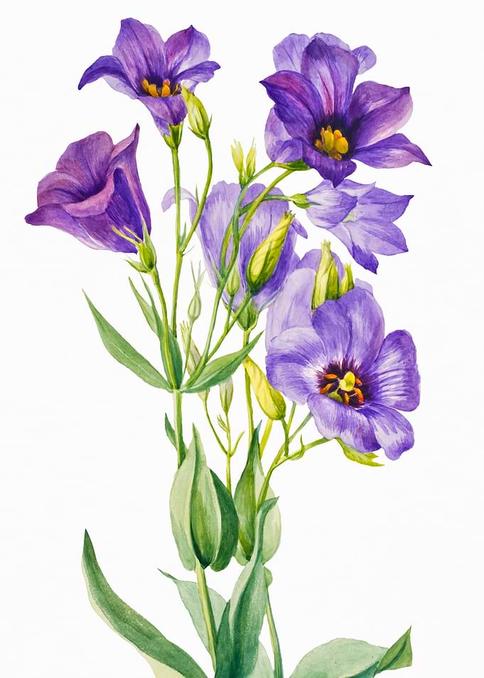 Eustoma Russelianum