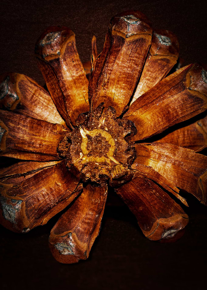 half Pine Cone