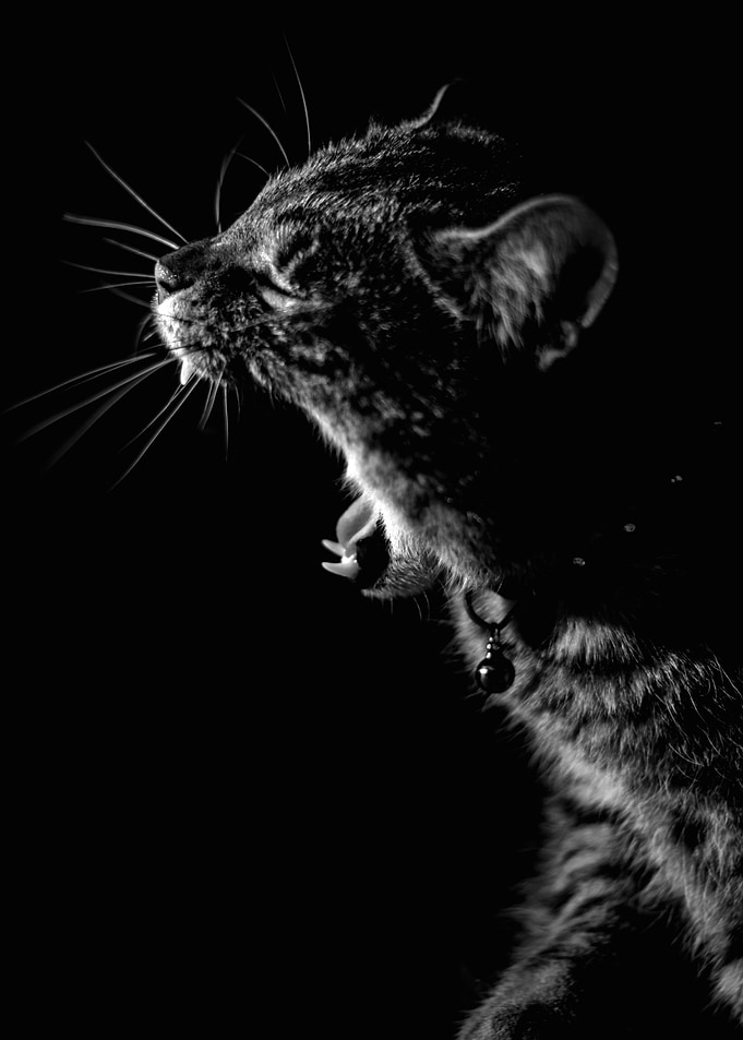 Yawning Cat