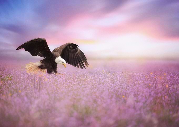 Mystic Animal Pictures