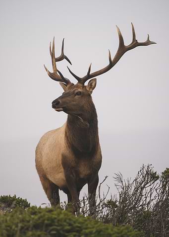 Wild Deer