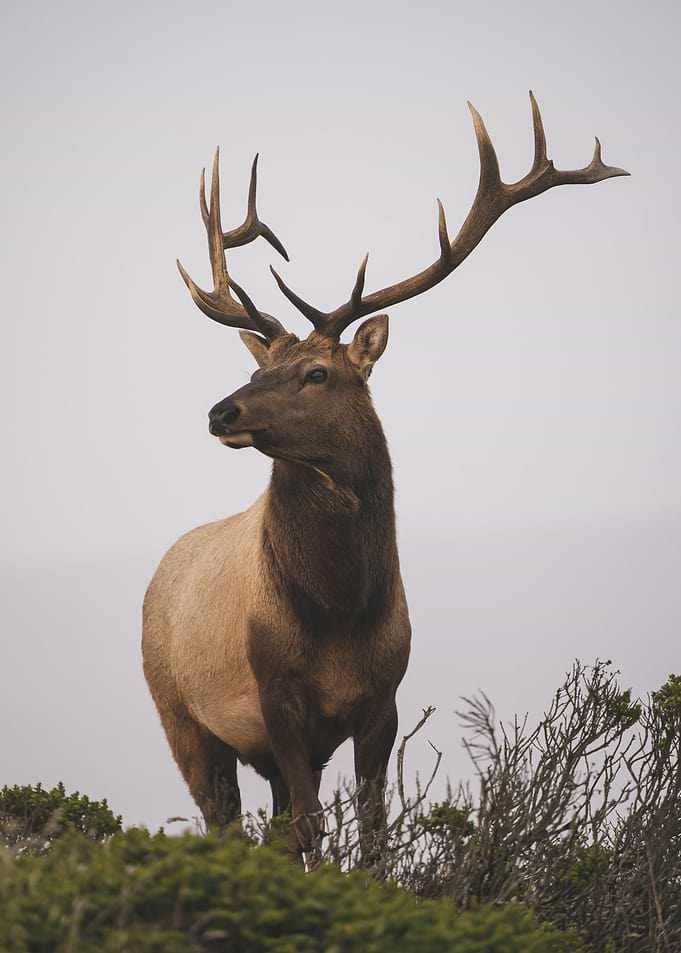 Wild Deer