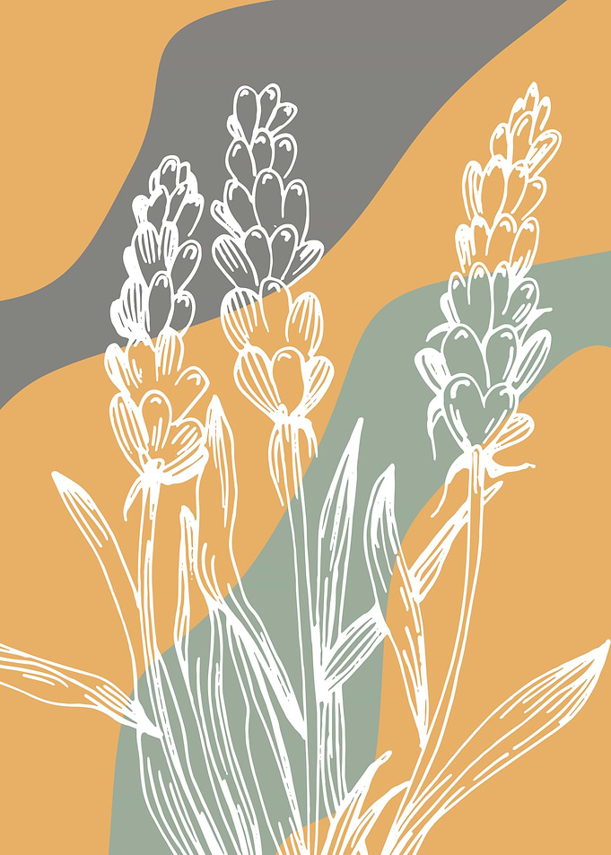 Lavender