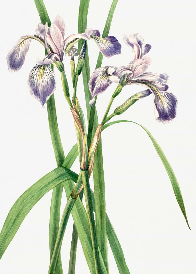 Blueflag Iris