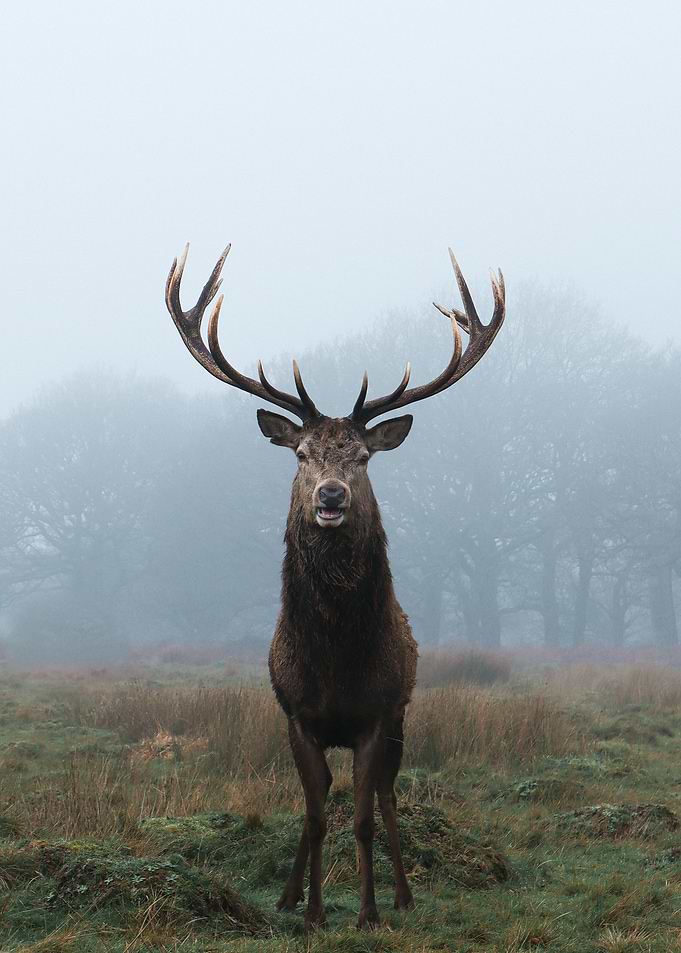 Wild Deer