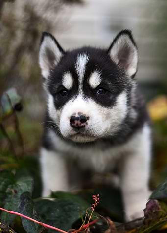 CUTE DOGS