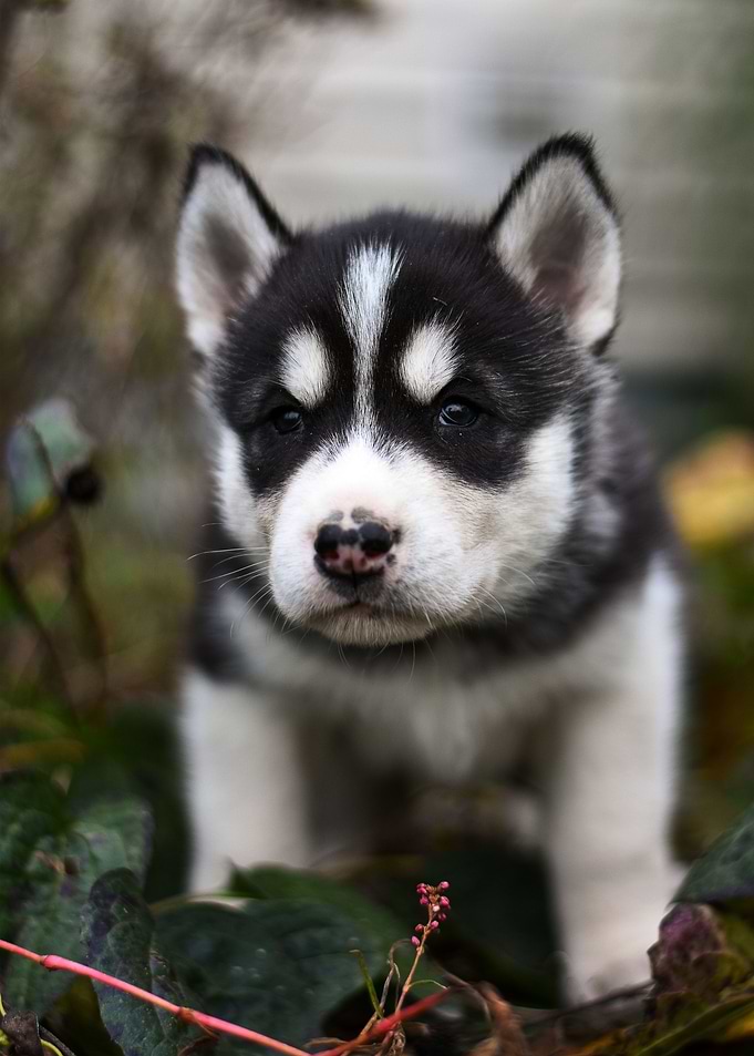 CUTE DOGS
