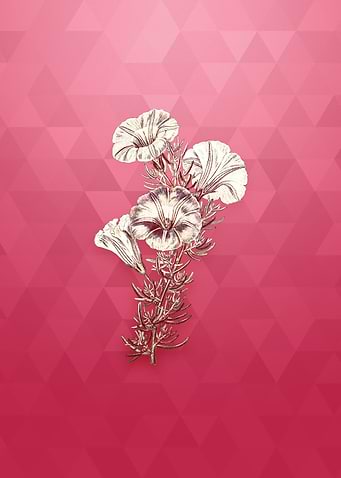Gold Sky Blue Alona Flower