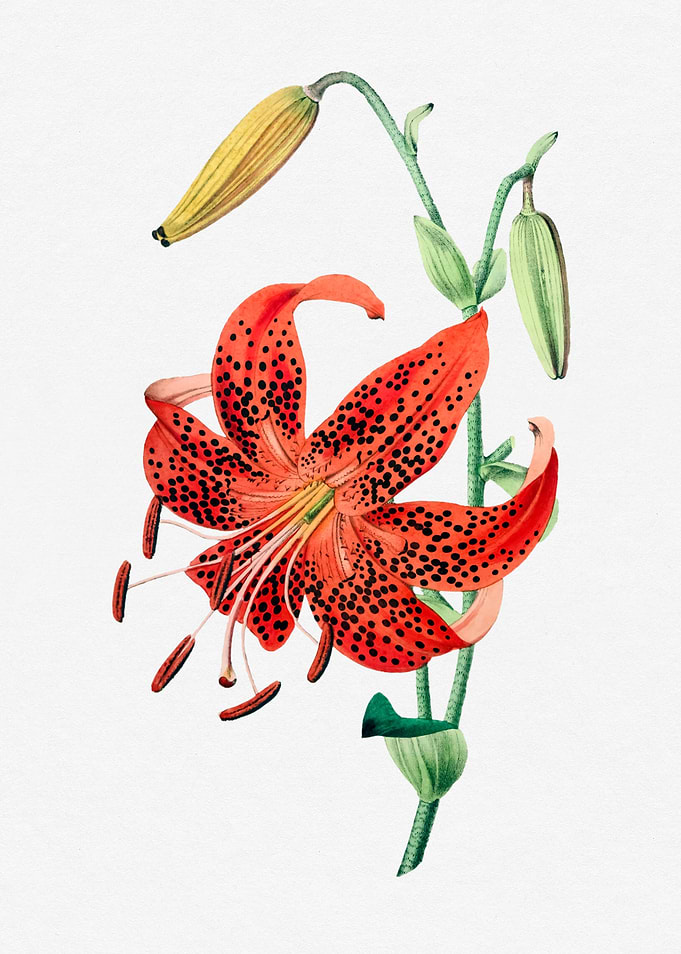 Tiger Lily