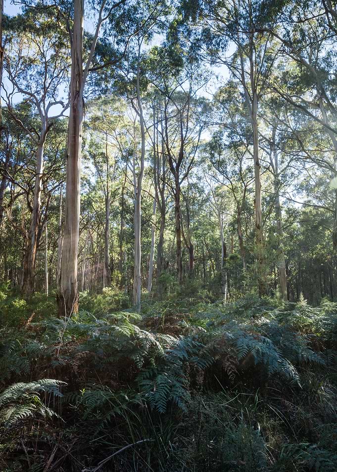 Eucalyptus trees Australia