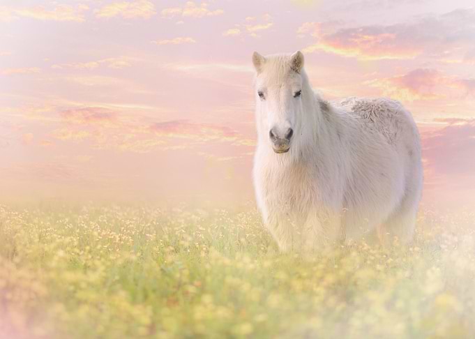 Mystic Animal Pictures