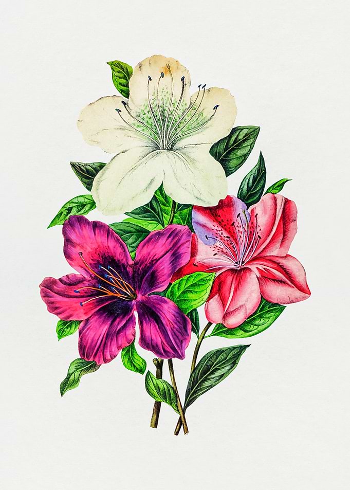 Lilies