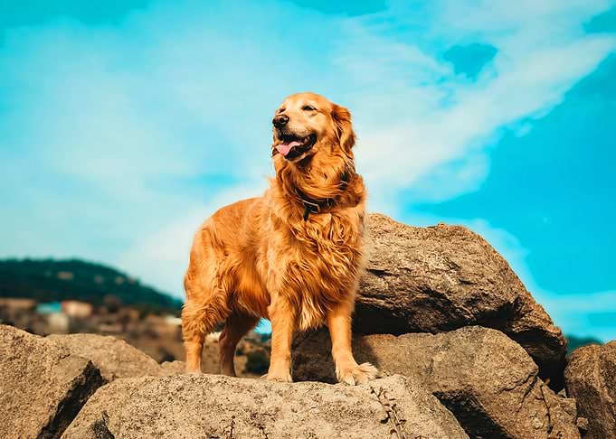 Golden Retriever