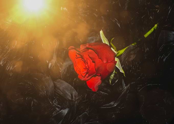 A rose for you