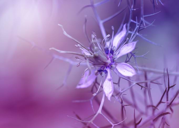 Purple Nigella flower