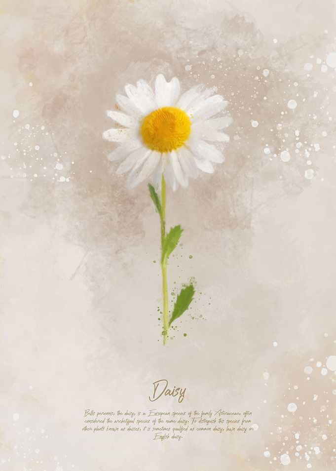 Daisy Flower