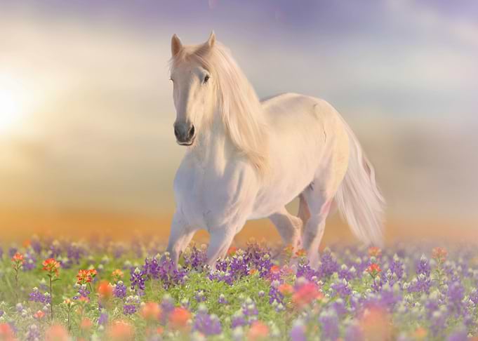 Mystic Animal Pictures