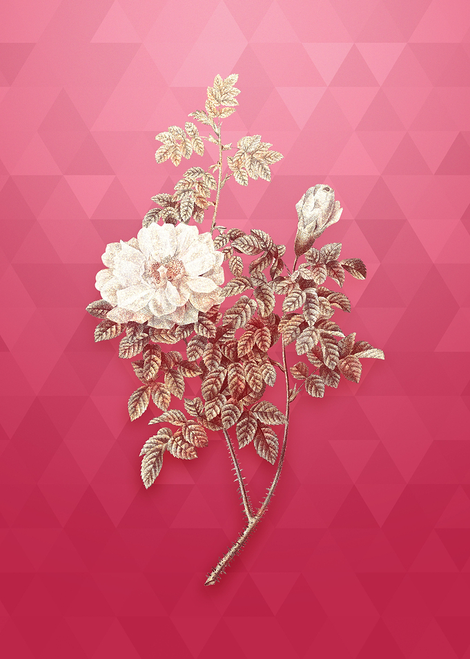 Vintage Ventenats Rose