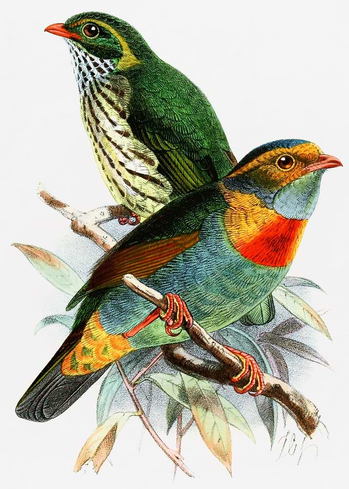 Pipreola whitelyi