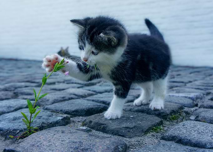 Playing Kitten