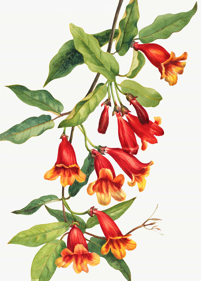 Crossvine