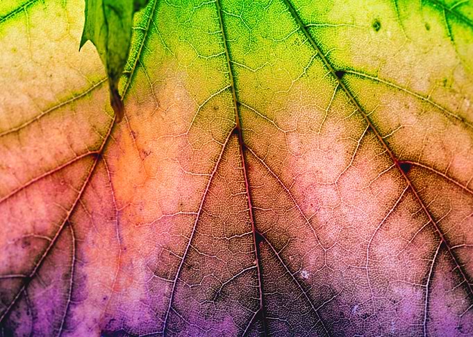 Beautiful leaf