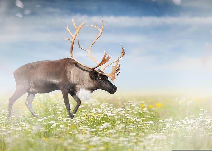 Mystic Animal Pictures