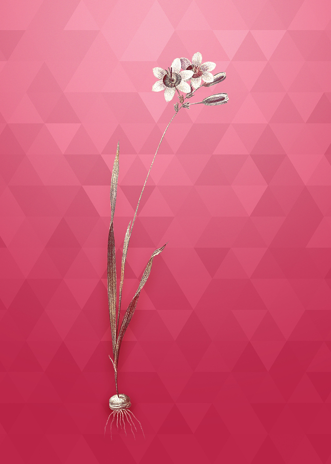 Galaxia Ixiaeflora on Red