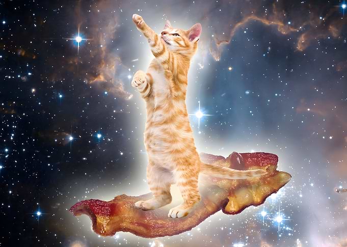 cat