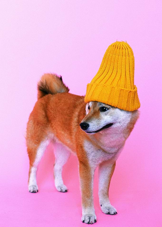 A DOG WITH A BEANIE HAT