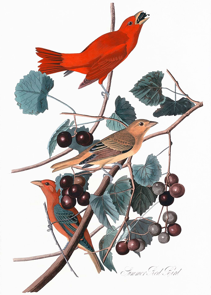Summer Red Bird