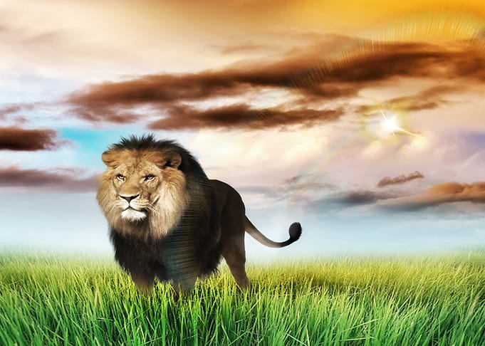 Mystic Animal Pictures