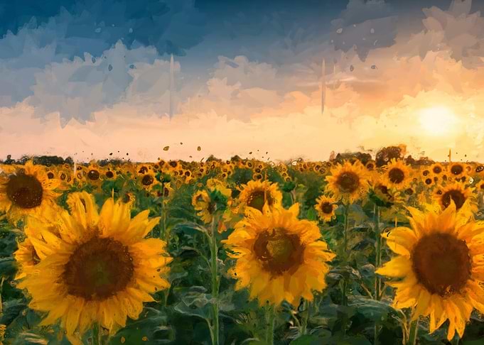 sunflowers