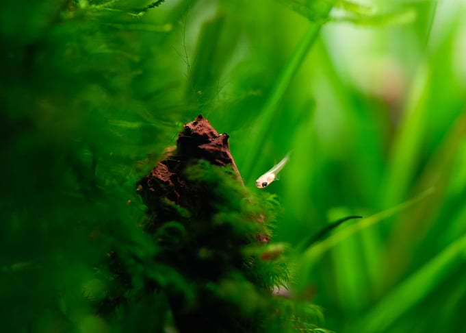 little baby guppy fish